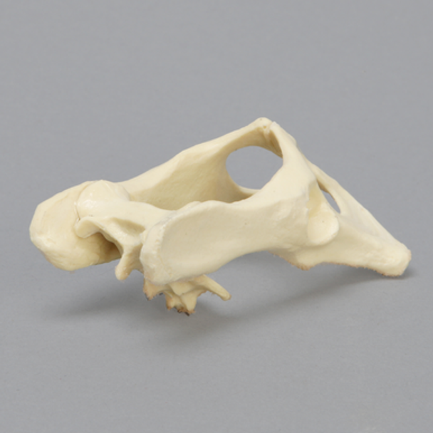 Feline Pelvis, Solid Foam