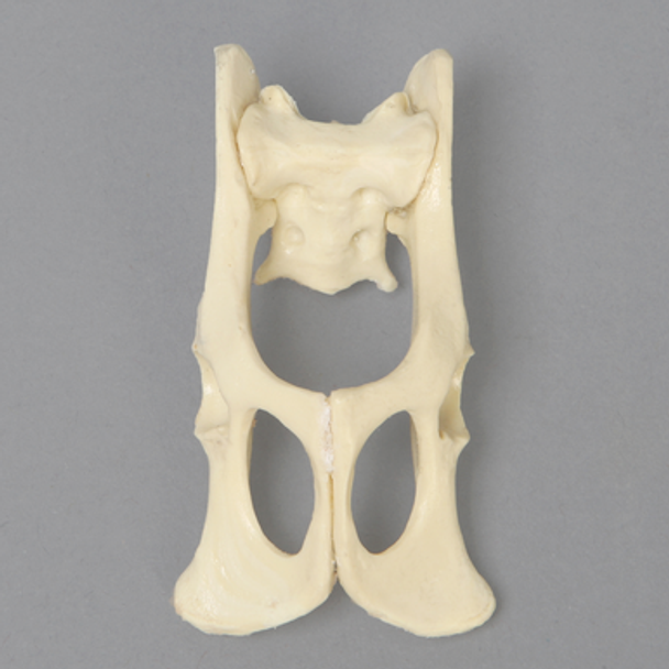 Feline Pelvis, Solid Foam