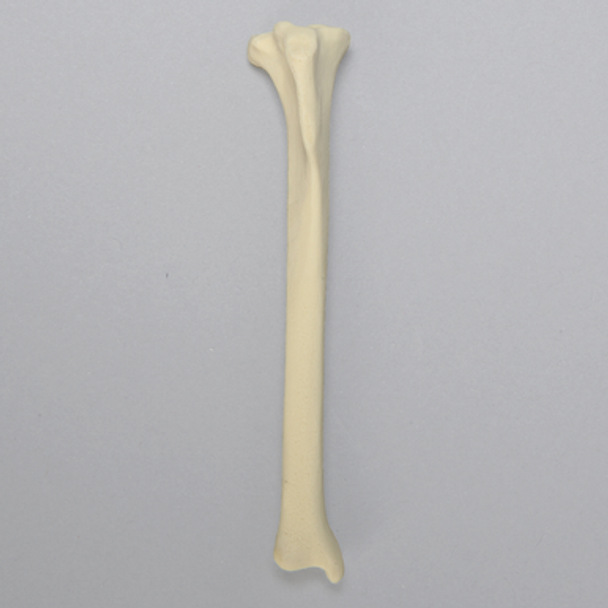Feline Tibia, Solid foam, Left