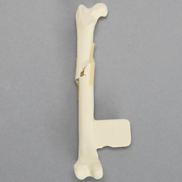 Feline Femur with Oblique Fracture