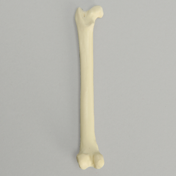 Feline Femur with Canal