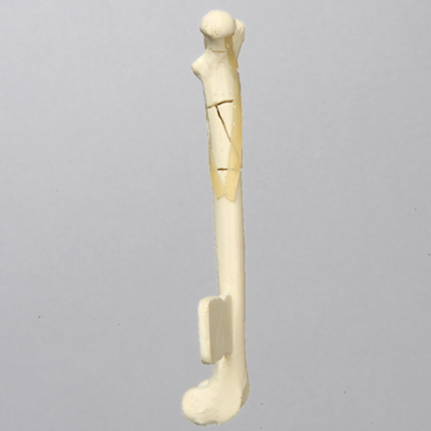 Feline Femur with Multiple Fractures and Vise Attachment