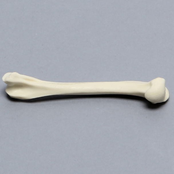 Feline Humerus