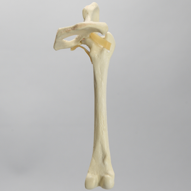 Canine Hip, Small Breed