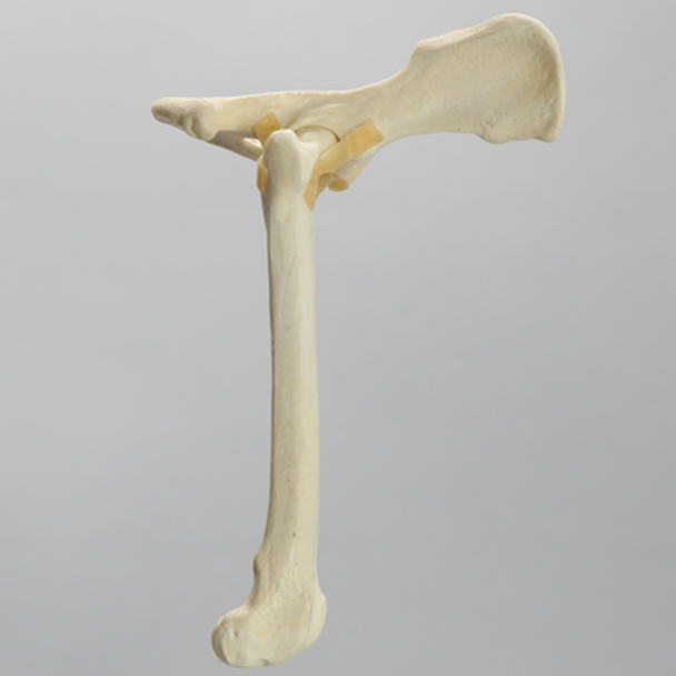 Canine Hip, Small Breed