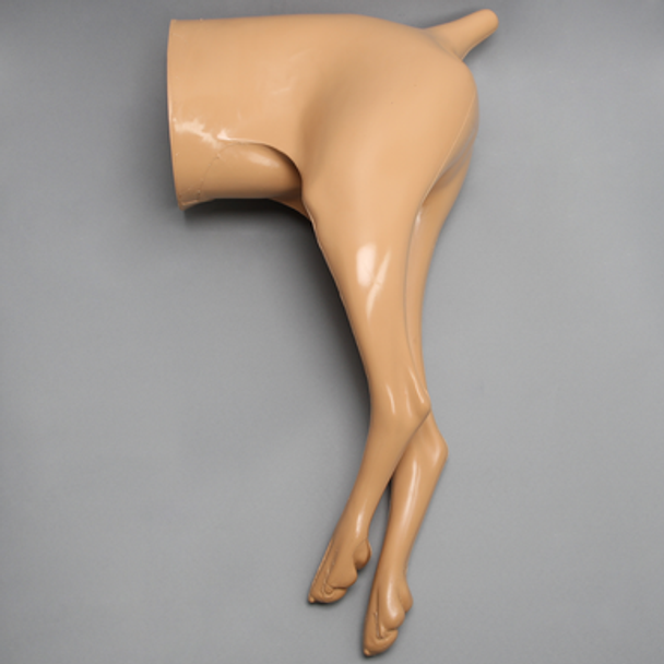Canine Posterior Half Trunk