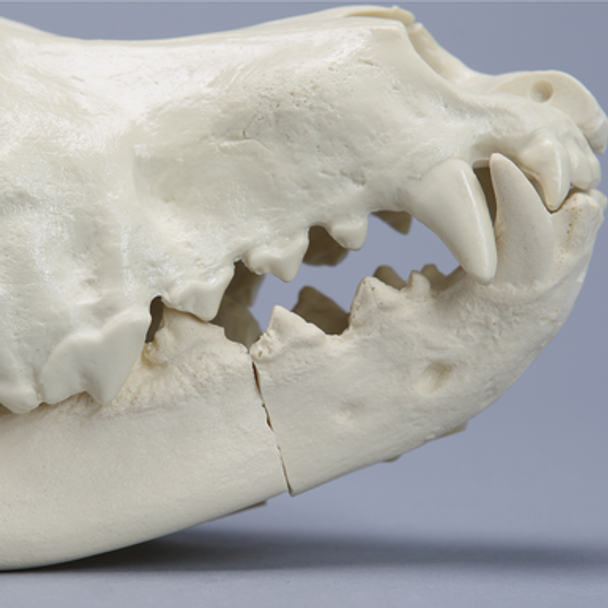 Canine Full Skull with Rostral and Mandibular Fractures