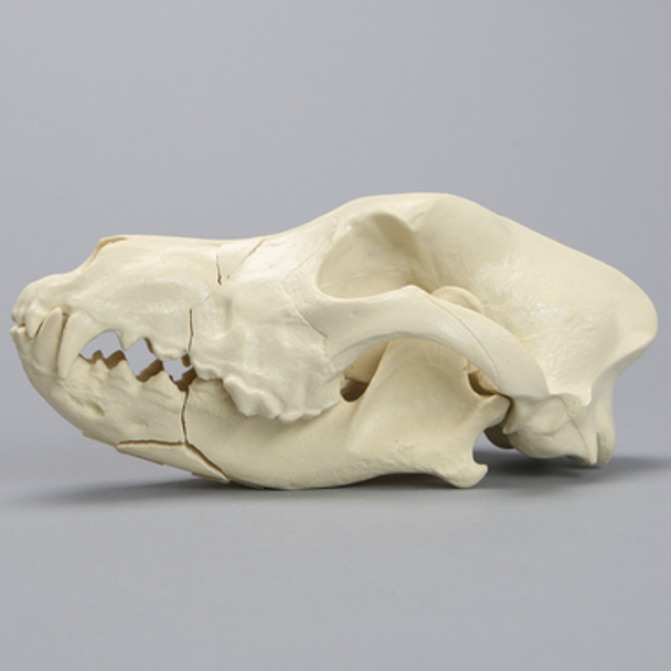 Canine Full Skull with Rostral and Mandibular Fractures