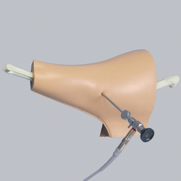 Canine Arthroscopy Rear Knee