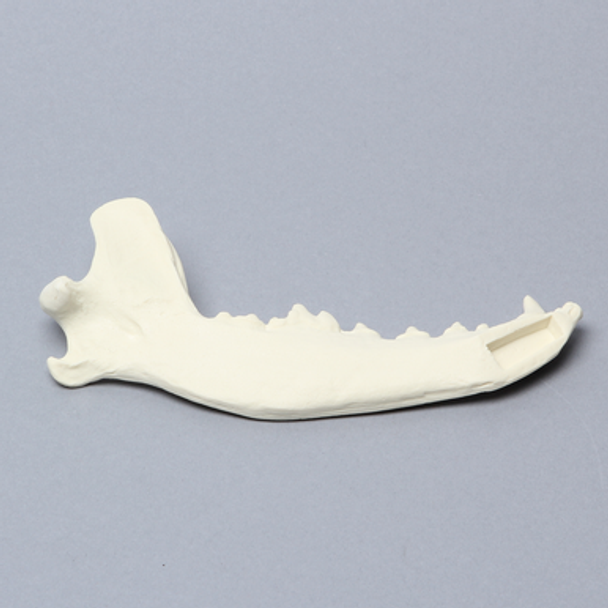 Canine Mandible, Solid Foam, Left