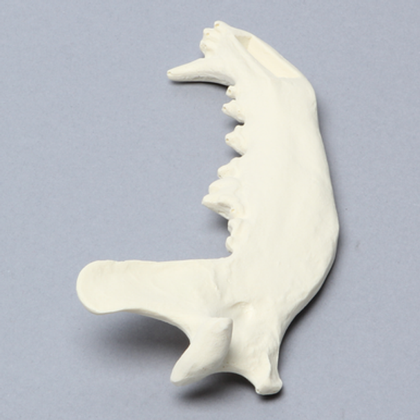 Canine Mandible, Solid Foam, Left