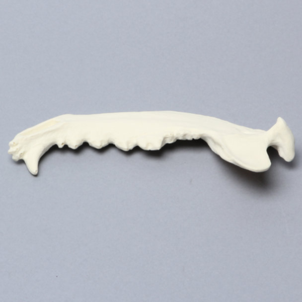 Canine Mandible, Solid Foam, Left