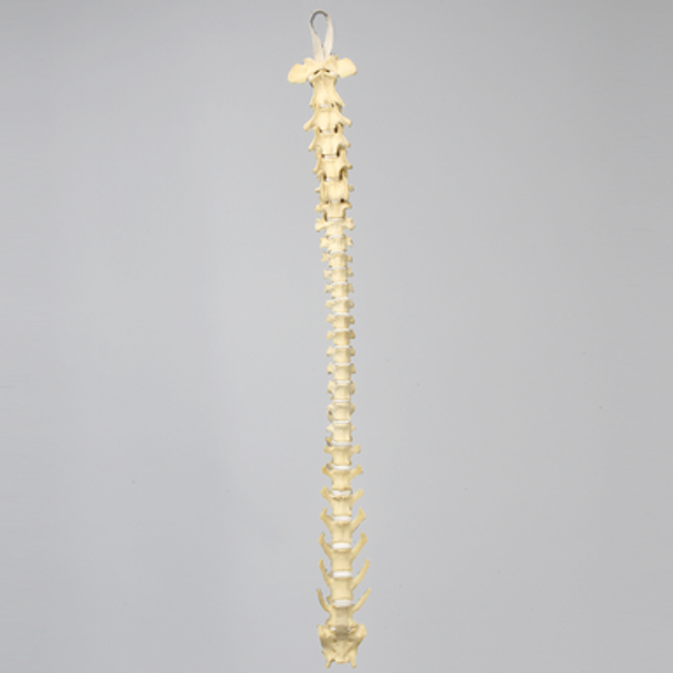 Canine Full Spine, C1 to Sacrum