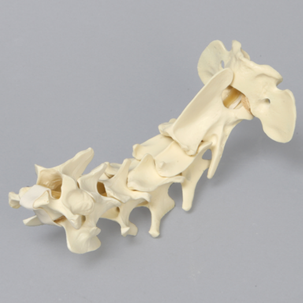 Canine Cervical Vertebrae, Solid Foam