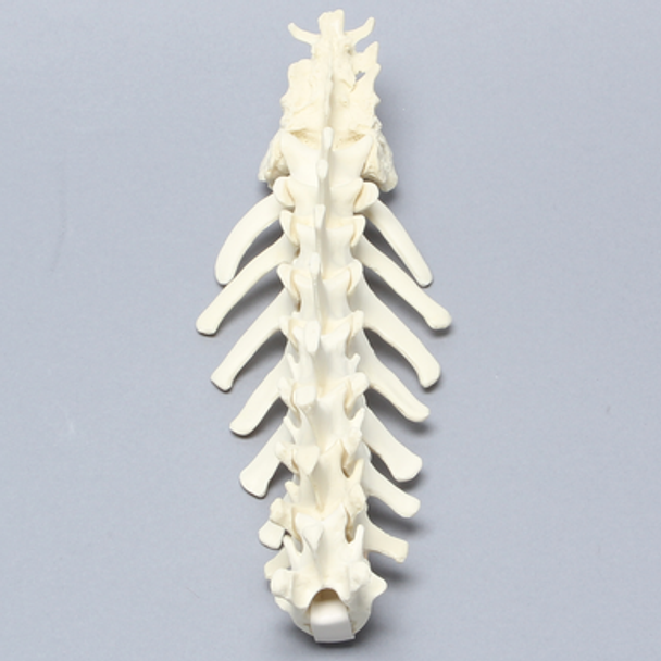 Canine Lumbar Vertebrae, Solid Foam