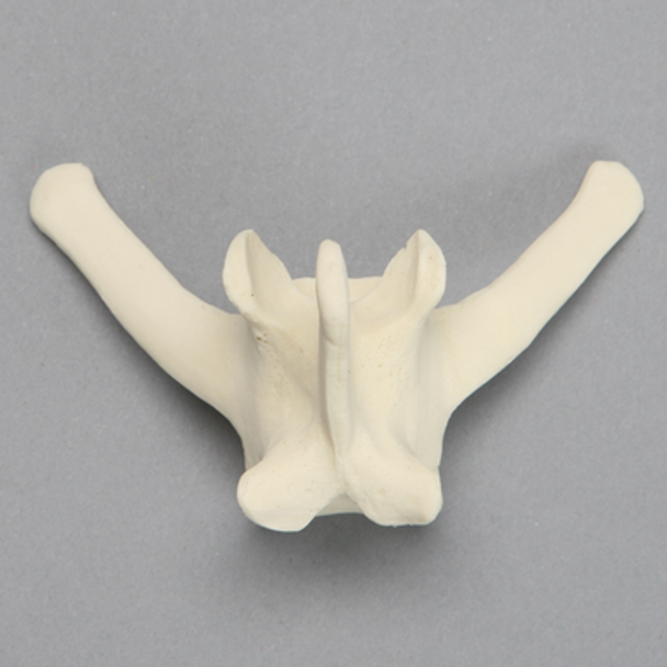 Canine Vertebra, L6, Solid Foam
