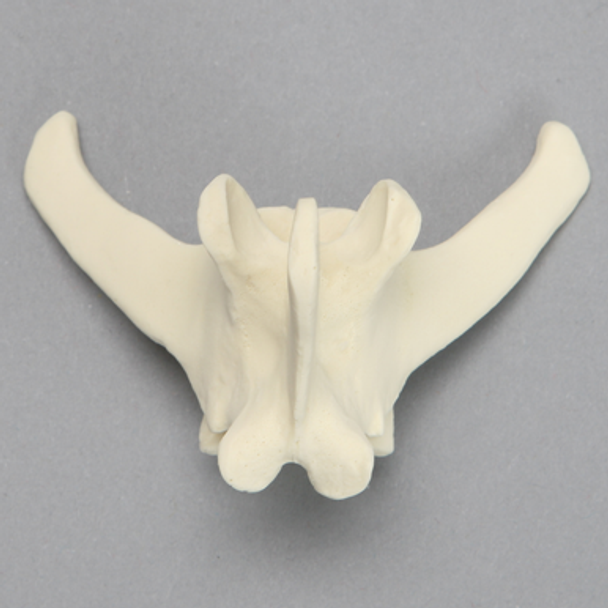 Canine Vertebra, L5, Solid Foam