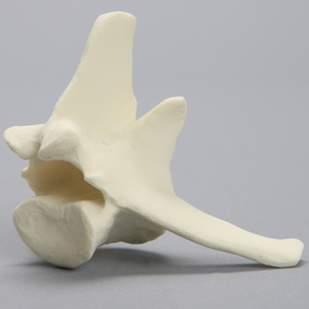 Canine Vertebra, L5, Solid Foam
