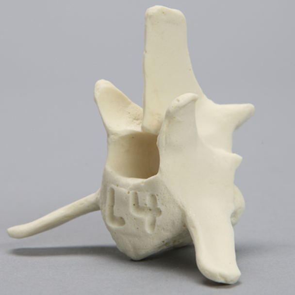 Canine Vertebra, L4, Solid Foam