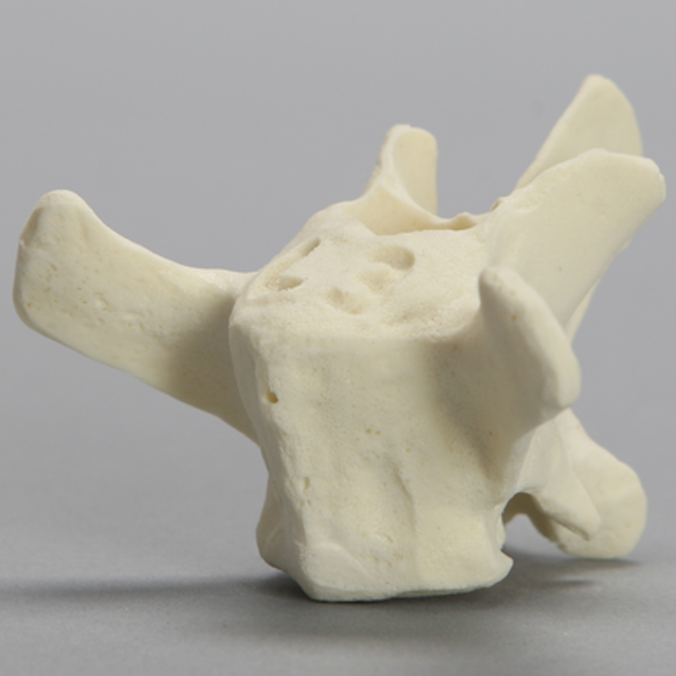 Canine Vertebra, L3, Solid Foam