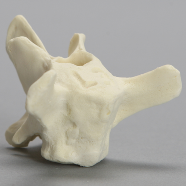 Canine Vertebra, L3, Solid Foam