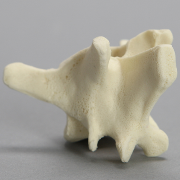 Canine Vertebra, L2, Solid Foam
