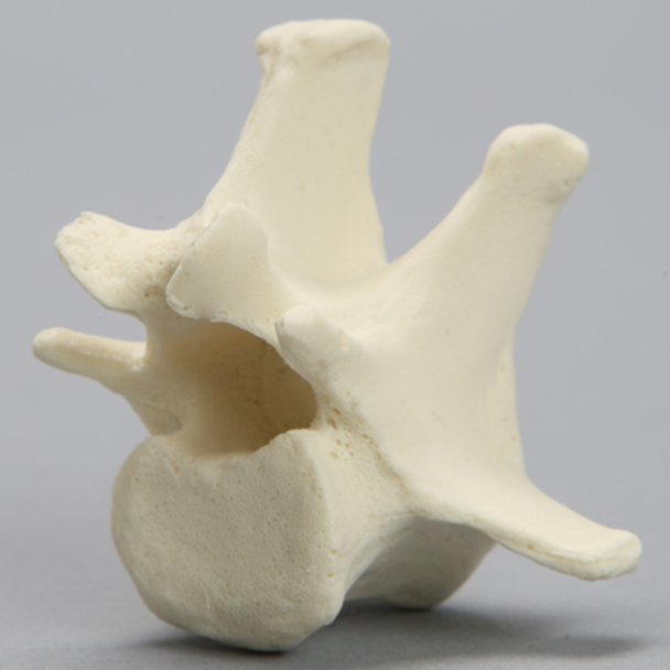 Canine Vertebra, L1, Solid Foam