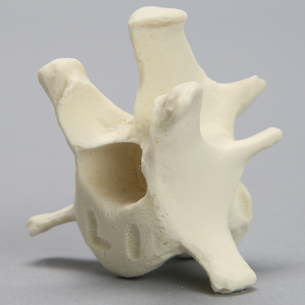 Canine Vertebra, L1, Solid Foam