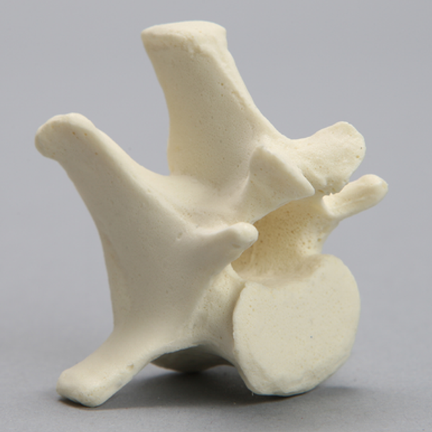 Canine Vertebra, L1, Solid Foam