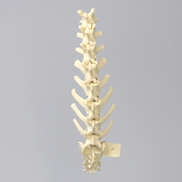 Canine Lumbar Vertebrae with Vise Attachment