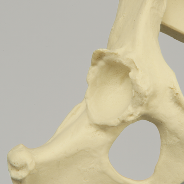 Canine Hemi Pelvis with Dysplasia and Vise Attachment, Right