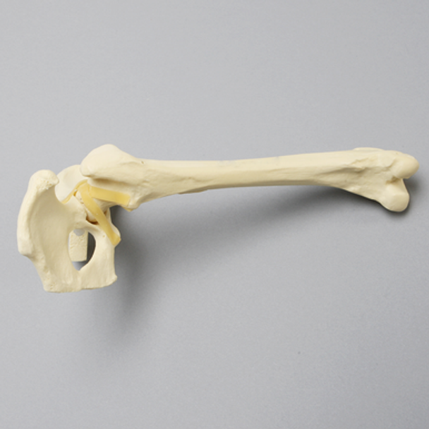 Canine Hemi Pelvis with Fractured Femur