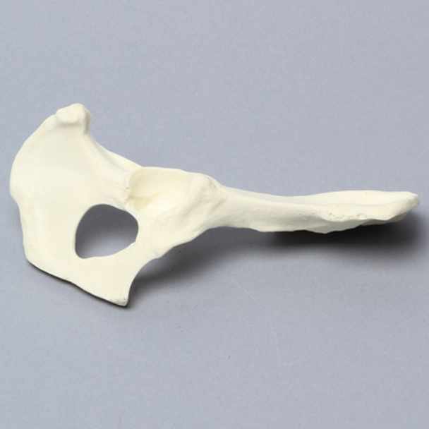 Canine Hemi Pelvis, Right