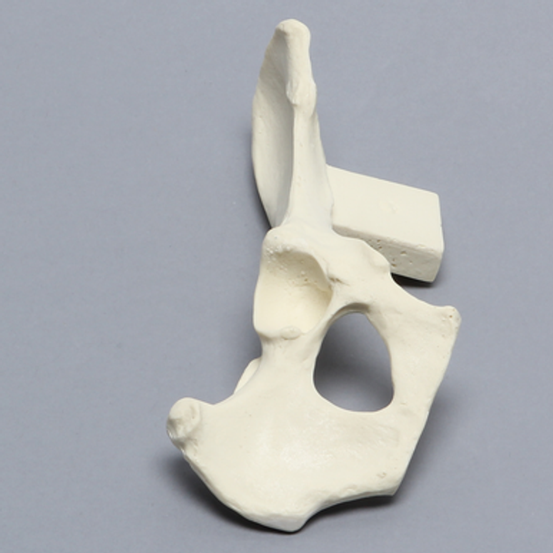 Canine Hemi Pelvis with Vise Attachment, Right