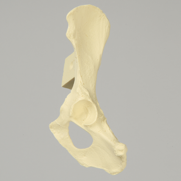 Canine Hemi Pelvis with Vise Attachment, Left