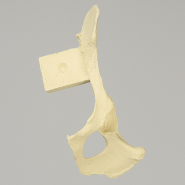 Canine Hemi Pelvis with Vise Attachment, Left