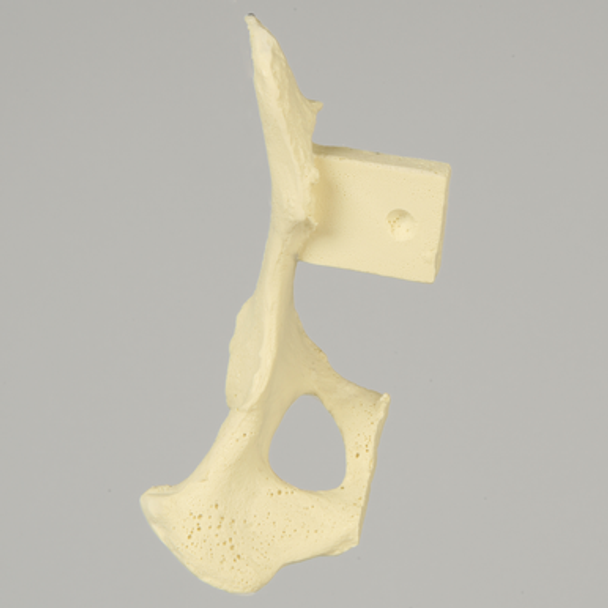Canine Hemi Pelvis with Vise Attachment, Left