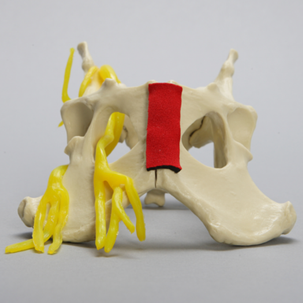 Canine Full Pelvis with Obturator and Ischiatic Nerves