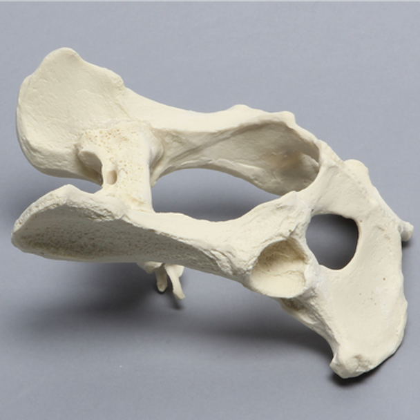 Canine Full Pelvis and Sacrum