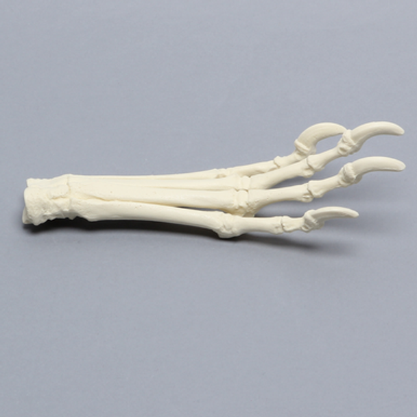 Canine Forefoot, Solid Foam