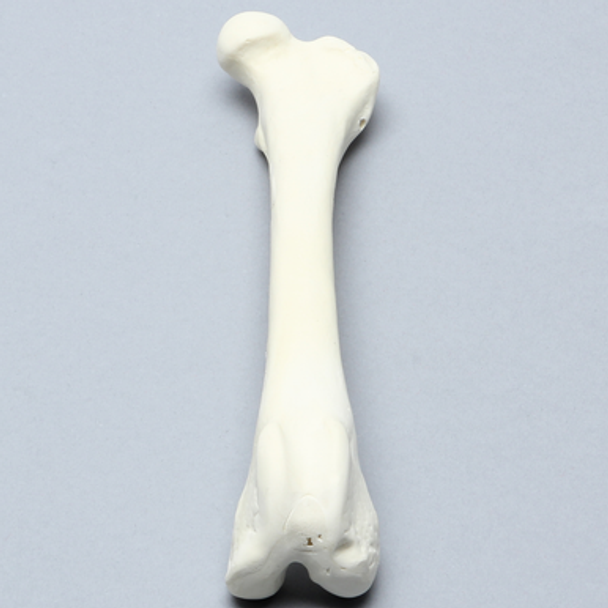 Canine Femur, Foam Cortical Shell