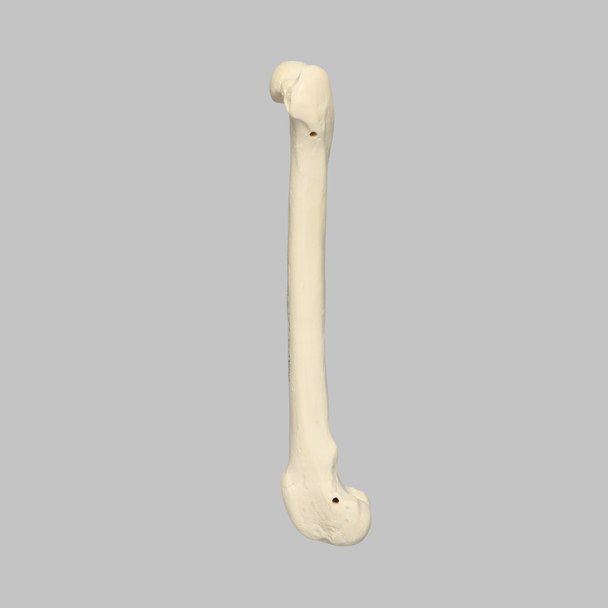Canine Femur, Foam Cortical Shell