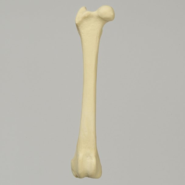 Canine Toy Breed Femur, Right