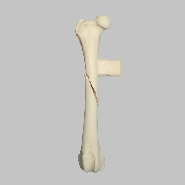 Canine Femur with Long Oblique Fracture