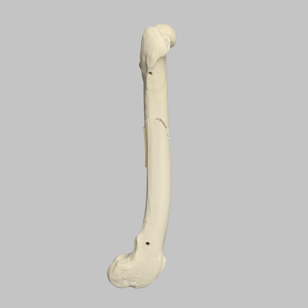 Canine Femur with Long Oblique Fracture