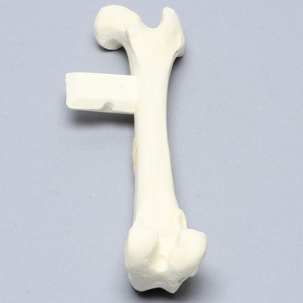 Canine Femur with Midshaft Transverse Fracture and Vise Attachment