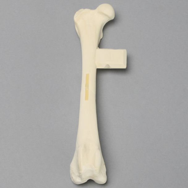 Canine Femur with Short Oblique Fracture
