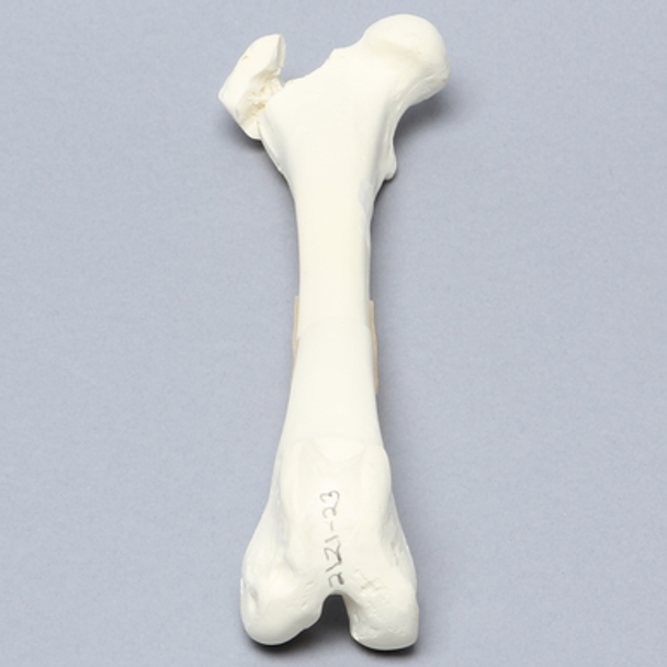 Canine Femur with Greater Trochanteric Fractures, Foam Cortical