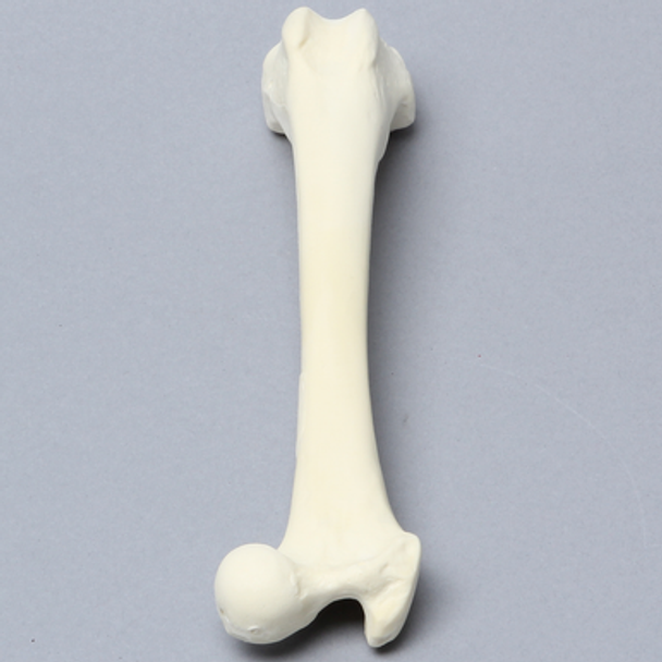 Canine Femur, Foam Cortical Shell, Right