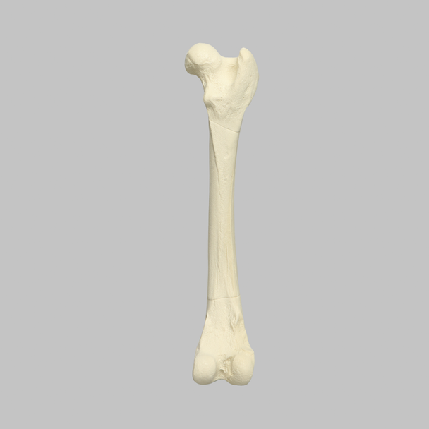 Canine Femur, Foam Cortical Shell, Right